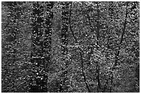 Curtain of recent Dogwood leaves and flowers in forest. Yosemite National Park, California, USA. (black and white)