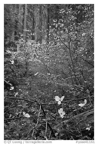 Forest with dogwoods in bloom near Crane Flat. Yosemite National Park (black and white)