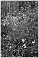 Forest with dogwoods in bloom near Crane Flat. Yosemite National Park ( black and white)