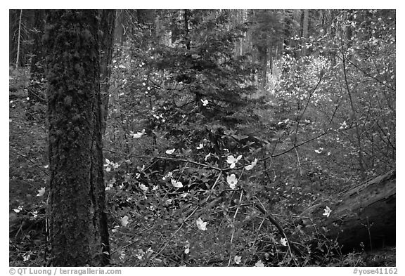 Spring Forest with white dogwood blossoms. Yosemite National Park (black and white)