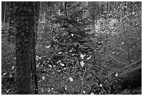 Spring Forest with white dogwood blossoms. Yosemite National Park, California, USA. (black and white)