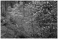 Forest in spring with fallen trees, and flowering dogwoods. Yosemite National Park, California, USA. (black and white)