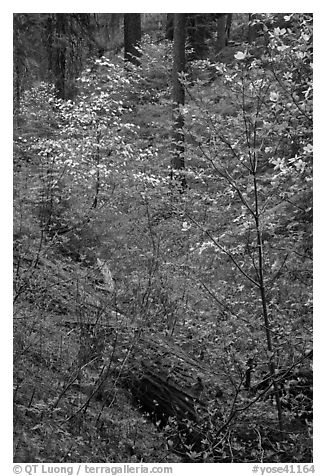 Ravine in spring with blooming dogwoods near Crane Flat. Yosemite National Park, California, USA.