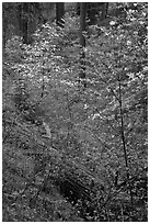 Ravine in spring with blooming dogwoods near Crane Flat. Yosemite National Park, California, USA. (black and white)