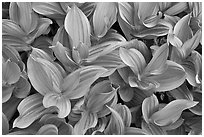 Corn lilly (Veratrum californicum). Yosemite National Park, California, USA. (black and white)