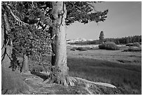 Pine trees and Tuolumne Meadows, early morning. Yosemite National Park, California, USA. (black and white)