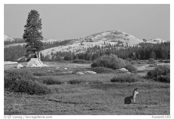 Deer, meadows, and Pothole Dome, early morning. Yosemite National Park, California, USA.