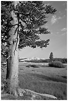 Pine tree in meadow, Tuolumne Meadows. Yosemite National Park, California, USA. (black and white)