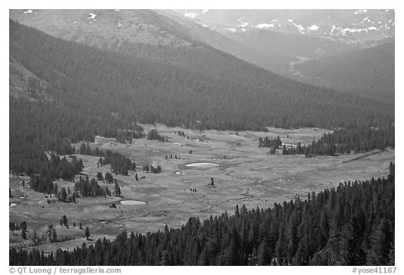 Dana Meadows seen from above, early summer. Yosemite National Park (black and white)