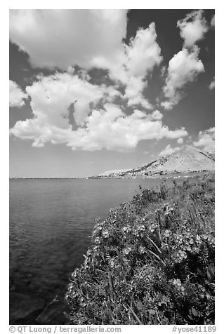 Wildflowers on shore of Gaylor Lake and clouds. Yosemite National Park (black and white)