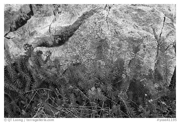 Alpine flowers and granite. Yosemite National Park (black and white)