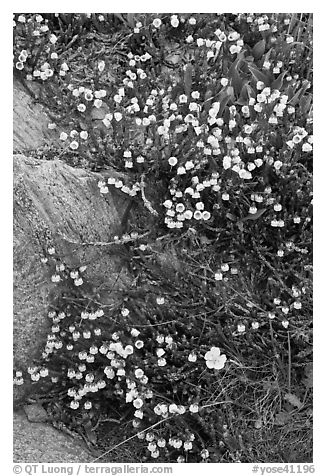 Close up of alpine flowers. Yosemite National Park (black and white)