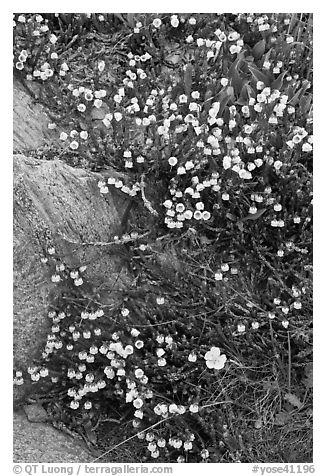 Close up of alpine flowers. Yosemite National Park, California, USA.