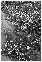 Close up of alpine flowers. Yosemite National Park ( black and white)