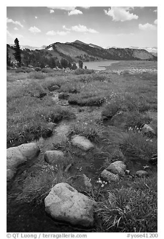 Wildflowers and stream between Gaylor Lakes. Yosemite National Park (black and white)