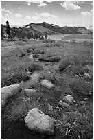 Wildflowers and stream between Gaylor Lakes. Yosemite National Park ( black and white)