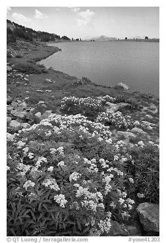 Alpine flowers near Gaylor Lake. Yosemite National Park (black and white)