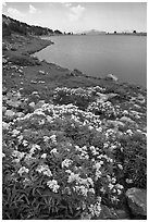 Alpine flowers near Gaylor Lake. Yosemite National Park ( black and white)