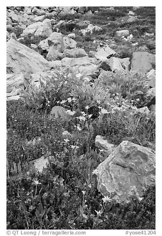 Alpine flowers and rocks. Yosemite National Park, California, USA.