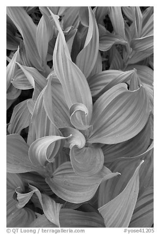 Corn lillies close-up. Yosemite National Park (black and white)