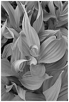 Corn lillies close-up. Yosemite National Park ( black and white)