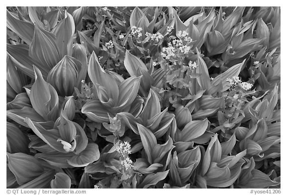 Corn lilly and yellow flowers. Yosemite National Park (black and white)