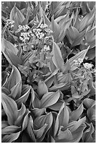 Corn lillies with yellow flowers. Yosemite National Park, California, USA. (black and white)