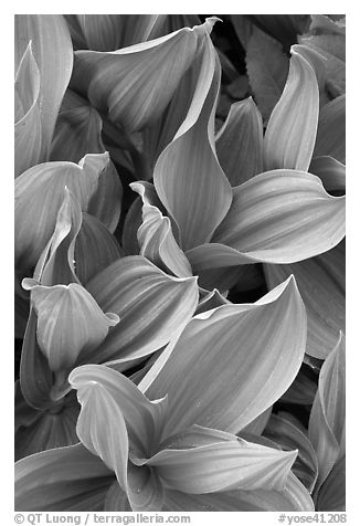 Corn lilly leaves. Yosemite National Park (black and white)