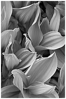 Corn lilly leaves. Yosemite National Park, California, USA. (black and white)