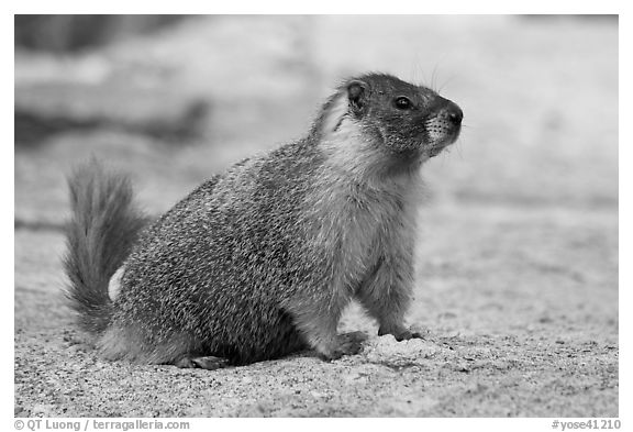 Marmot on slab. Yosemite National Park, California, USA.