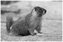 Marmot on slab. Yosemite National Park ( black and white)