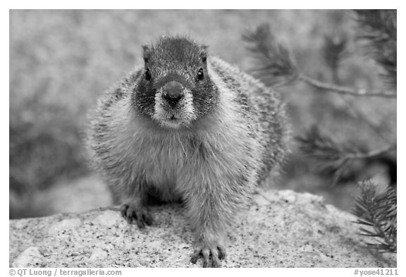 Front view of marmot. Yosemite National Park, California, USA.