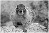 Front view of marmot. Yosemite National Park, California, USA. (black and white)