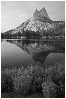 Lupine, Cathedral Peak, and reflection. Yosemite National Park, California, USA. (black and white)