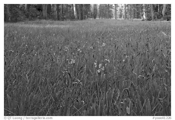 Blue wildflowers in meadow, Yosemite Creek. Yosemite National Park (black and white)