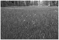 Blue wildflowers in meadow, Yosemite Creek. Yosemite National Park ( black and white)