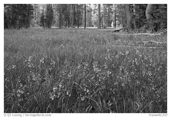 Meadow covered with purple summer flowers, Yosemite Creek. Yosemite National Park (black and white)