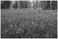 Meadow covered with purple summer flowers, Yosemite Creek. Yosemite National Park, California, USA. (black and white)