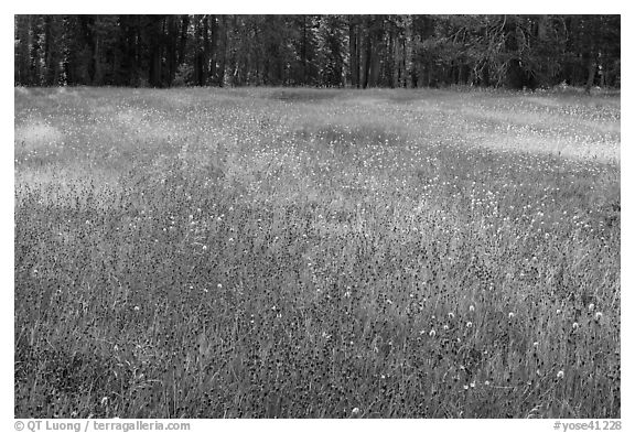 Summer wildflowers in meadow, Yosemite Creek. Yosemite National Park (black and white)