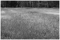 Summer wildflowers in meadow, Yosemite Creek. Yosemite National Park ( black and white)