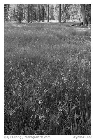 Meadow with carpet of purple summer flowers, Yosemite Creek. Yosemite National Park (black and white)
