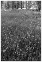 Meadow with carpet of purple summer flowers, Yosemite Creek. Yosemite National Park ( black and white)