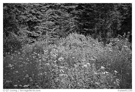 Yellow flowers and lupine at forest edge, Yosemite Creek. Yosemite National Park (black and white)