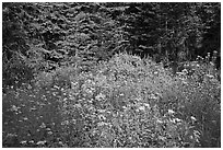 Yellow flowers and lupine at forest edge, Yosemite Creek. Yosemite National Park ( black and white)