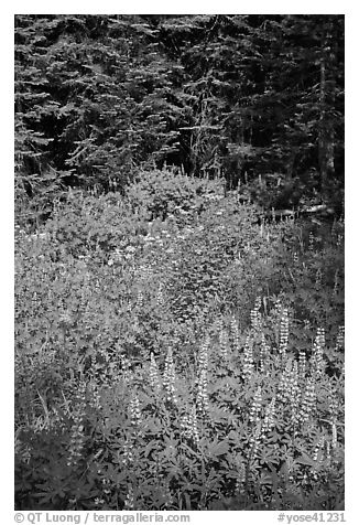 Lupine, yellow flowers, and trees, Yosemite Creek. Yosemite National Park, California, USA.