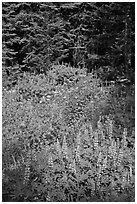 Lupine, yellow flowers, and trees, Yosemite Creek. Yosemite National Park, California, USA. (black and white)