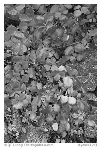 Leaves and rock, Hetch Hetchy. Yosemite National Park (black and white)