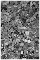 Leaves and rock, Hetch Hetchy. Yosemite National Park ( black and white)