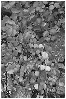 Leaves and rock, Hetch Hetchy. Yosemite National Park, California, USA. (black and white)