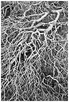 Mazanatina branches. Yosemite National Park, California, USA. (black and white)